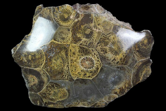 Polished Fossil Coral (Actinocyathus) - Morocco #100617